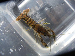 Image of Procambarus clemmeri