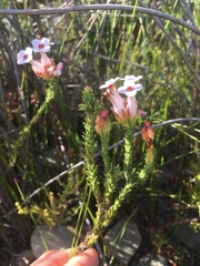 Erica ampullacea