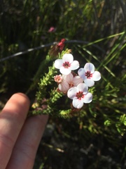 Erica ampullacea