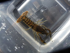 Procambarus clemmeri