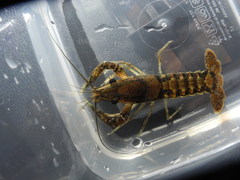 Procambarus clemmeri