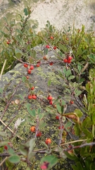 Cotoneaster tauricus