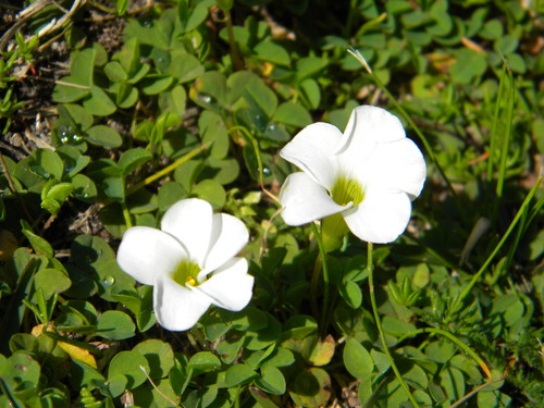 Image of Oxalis minuta by no rights reserved