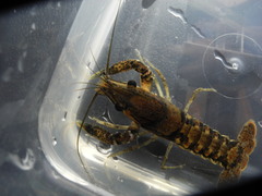 Procambarus clemmeri