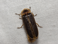 Nyctophila reichii