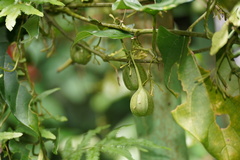Aristolochia acuminata