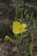 Oenothera elata hirsutissima