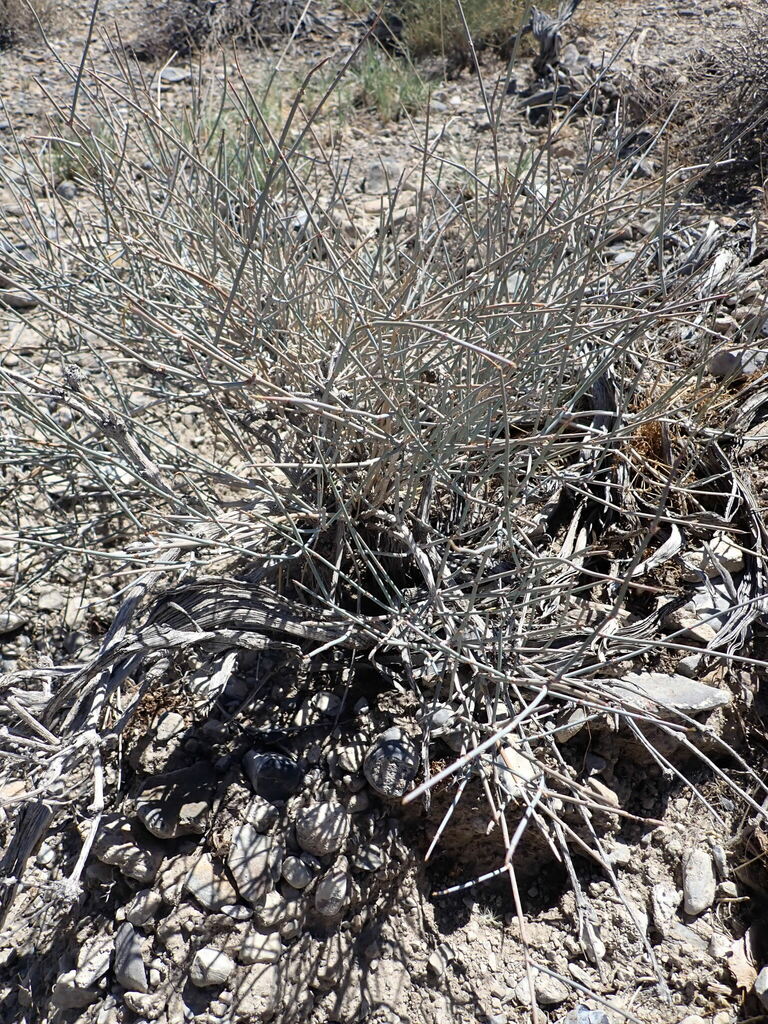 Nevada Jointfir from Nye County, NV, USA on July 21, 2022 at 10:48 AM ...