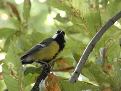 Parus major