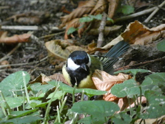 Parus major