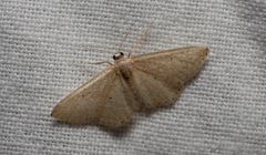 Idaea obsoletaria
