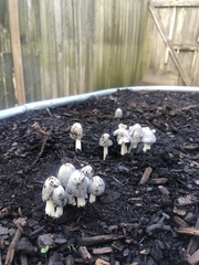 Coprinopsis annulopora