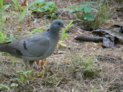 Columba oenas
