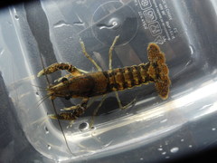 Procambarus clemmeri