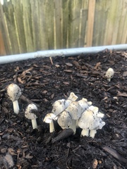 Coprinopsis annulopora