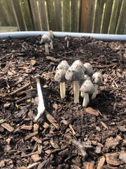 Coprinopsis annulopora