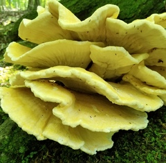 Bondarzewia berkeleyi