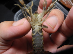 Procambarus clemmeri