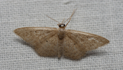 Scopula minorata