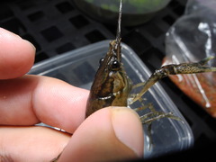 Procambarus clemmeri