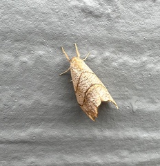 Drepana bilineata