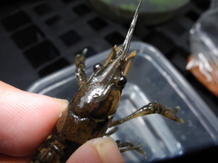 Procambarus clemmeri
