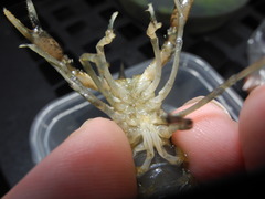 Procambarus clemmeri