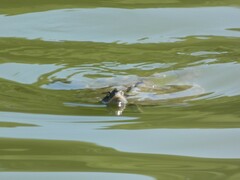 Graptemys pseudogeographica