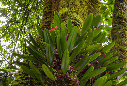 Bulbophyllum longiflorum image