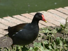 Gallinula chloropus
