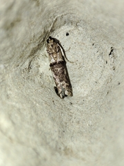 Pseudacrobasis tergestella