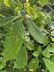 Handroanthus impetiginosus