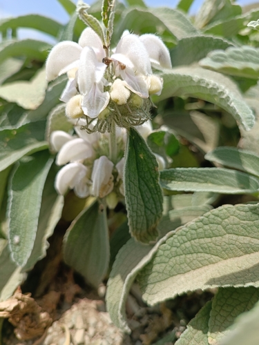 گوش بره ارغوانی ناهمسان، (Phlomis anisodonta)
