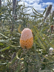 Banksia hookeriana