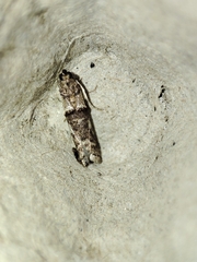Pseudacrobasis tergestella