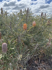Banksia hookeriana