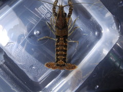 Procambarus clemmeri