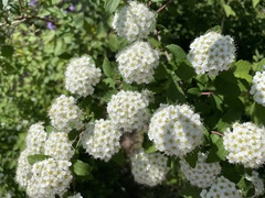 Spiraea ouensanensis