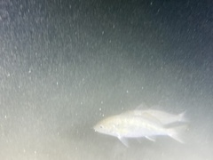 Umbrina roncador
