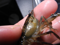 Procambarus clemmeri