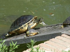 Pseudemys peninsularis