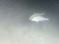 Umbrina roncador