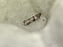 Pseudacrobasis tergestella