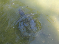 Trachemys scripta elegans