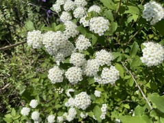 Spiraea ouensanensis