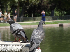 Columba livia domestica