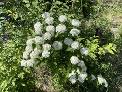 Spiraea ouensanensis