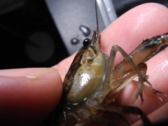 Procambarus clemmeri