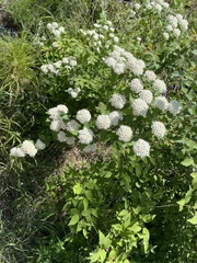 Spiraea ouensanensis