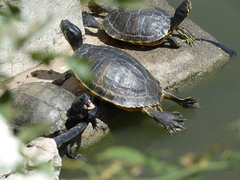 Trachemys scripta